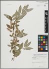 Foto von Salix alba L.